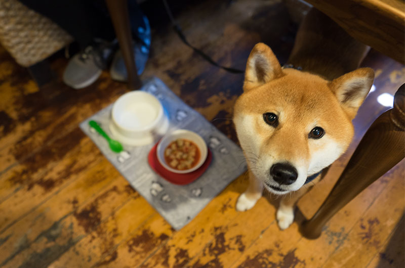 Shiba Inu’s Amo-san in Living Cafe