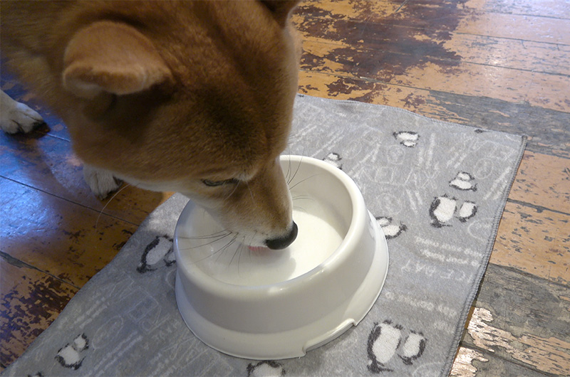 Shiba Inu’s Amo-san having milk in Living Cafe