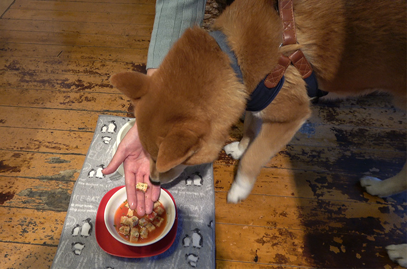 Shiba Inu’s Amo-san having chicken and tomato soup in Living Cafe