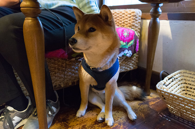 Shiba Inu’s Amo-san in Living Cafe