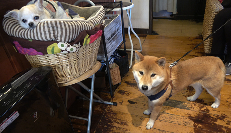 Shiba Inu’s Amo-san and Musaki-kun, café’s chihuahua, in Living Cafe