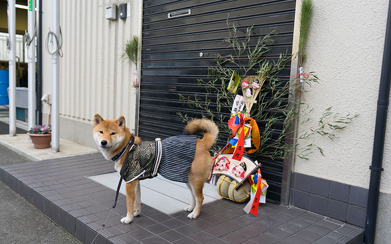 Shiba Inu's Amo-san with Crested hakama