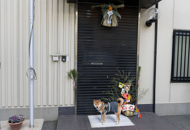 Shiba Inu's Amo-san with Crested hakama and Sacred rope