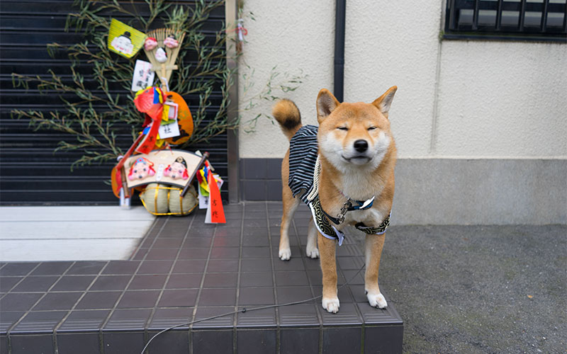 Shiba Inu's Amo-san with Crested hakama and Sacred rope