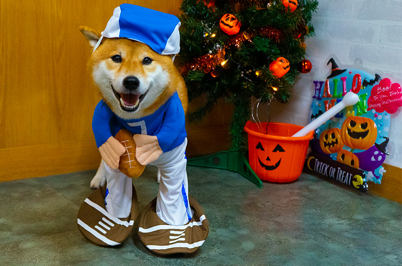 Shiba Inu’s Amo-san having rugby player costume