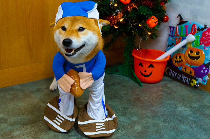 Shiba Inu’s Amo-san having rugby player costume