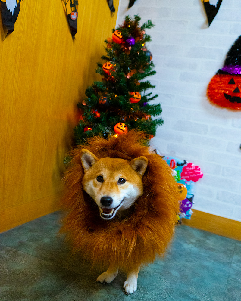 Shiba Inu’s Amo-san having Lion’s mane