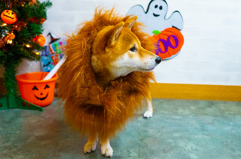 Shiba Inu’s Amo-san having Lion’s mane