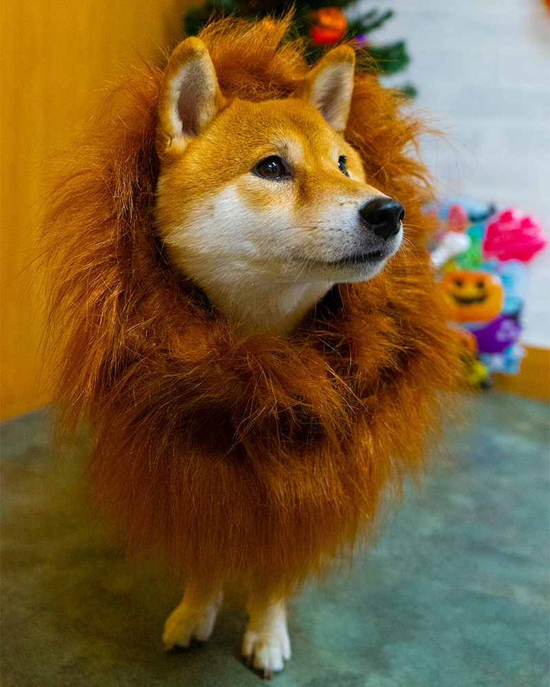 Shiba Inu’s Amo-san having Lion’s mane