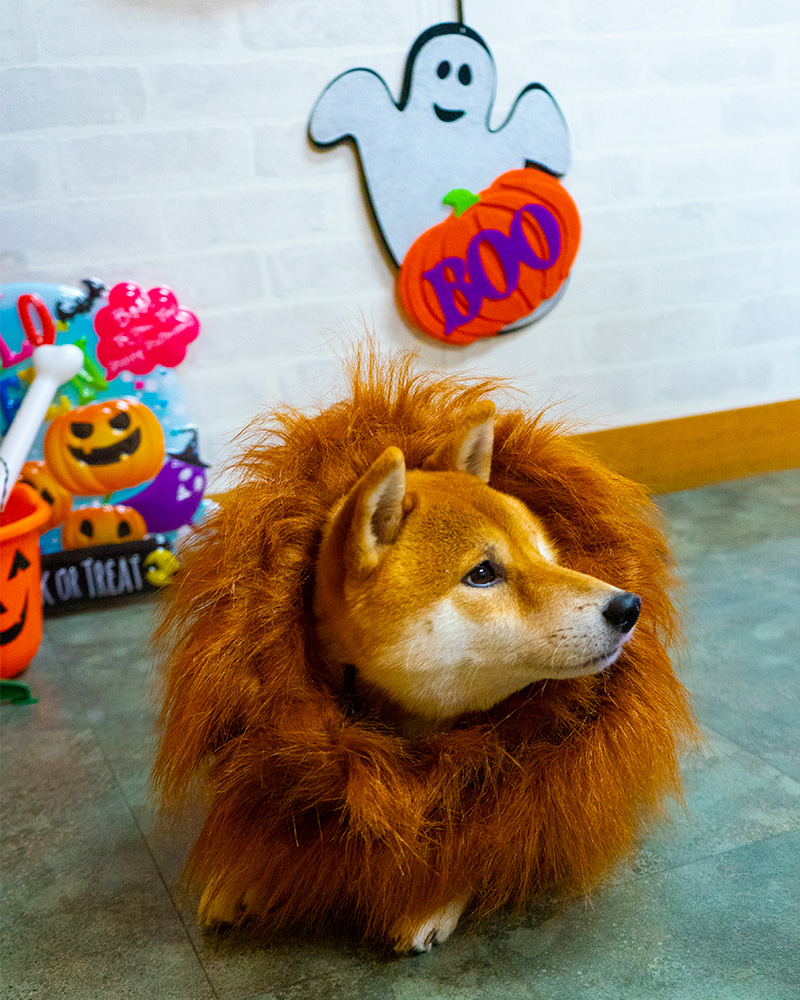 Shiba Inu’s Amo-san having Lion’s mane