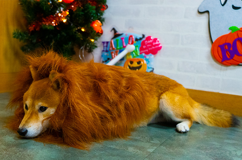 Shiba Inu’s Amo-san having Lion’s mane