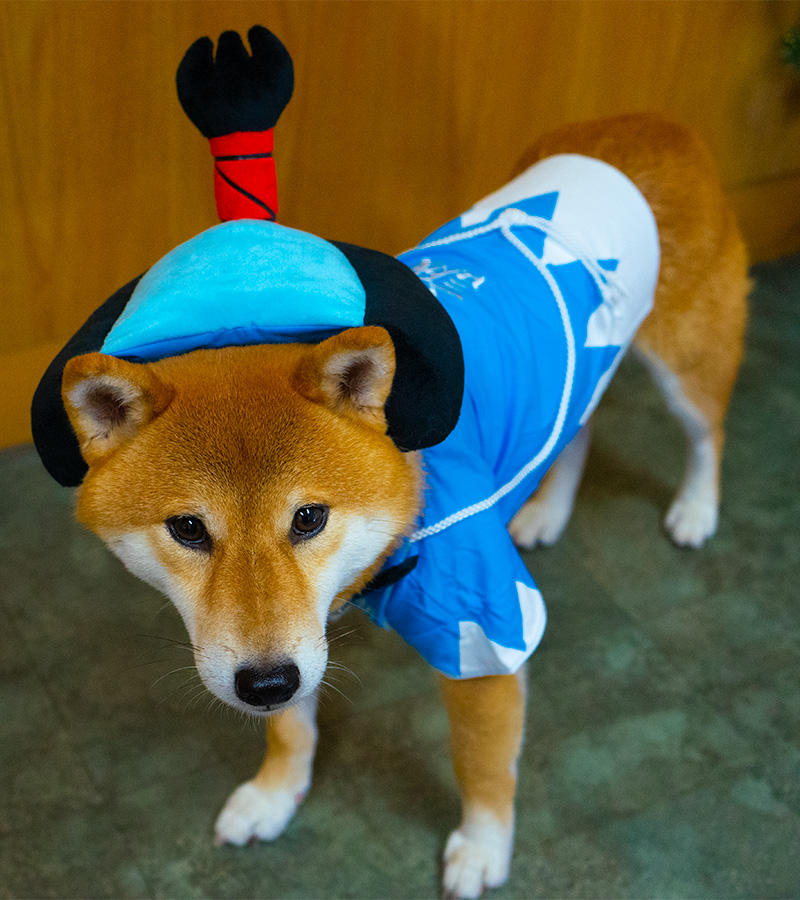 Shiba Inu’s Amo-san becoming a warrior of Shinsengumi