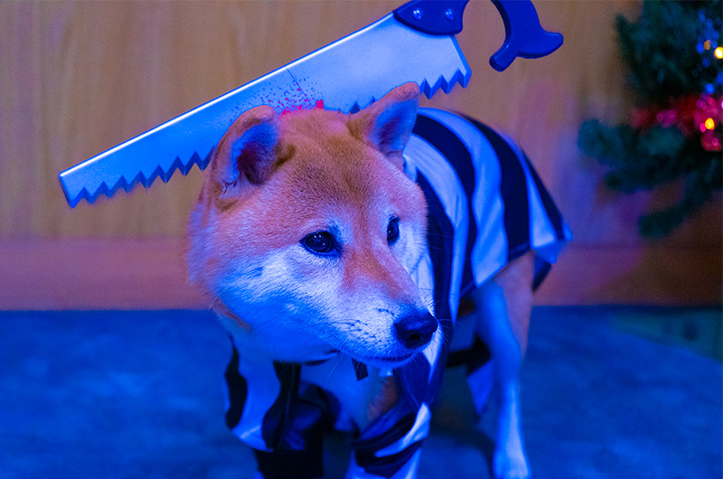 Shiba Inu’s Amo-san becoming prisoner zombie