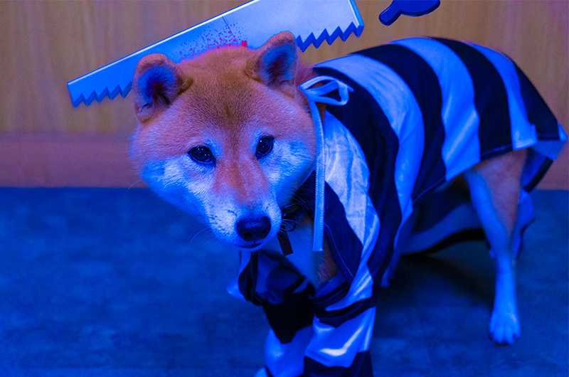 Shiba Inu’s Amo-san becoming prisoner zombie