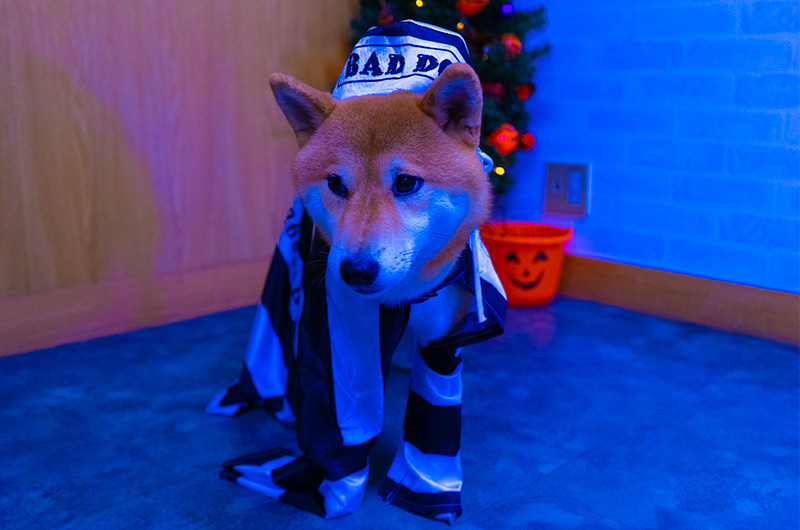 Shiba Inu’s Amo-san having prisoner uniform for dogs