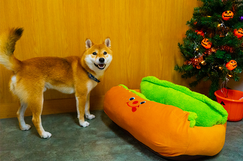 Shiba Inu’s Amo-san enjoying hot dog bed for dogs