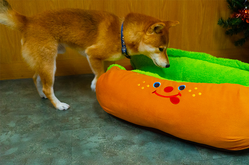 Shiba Inu’s Amo-san liking the hot dog bed.