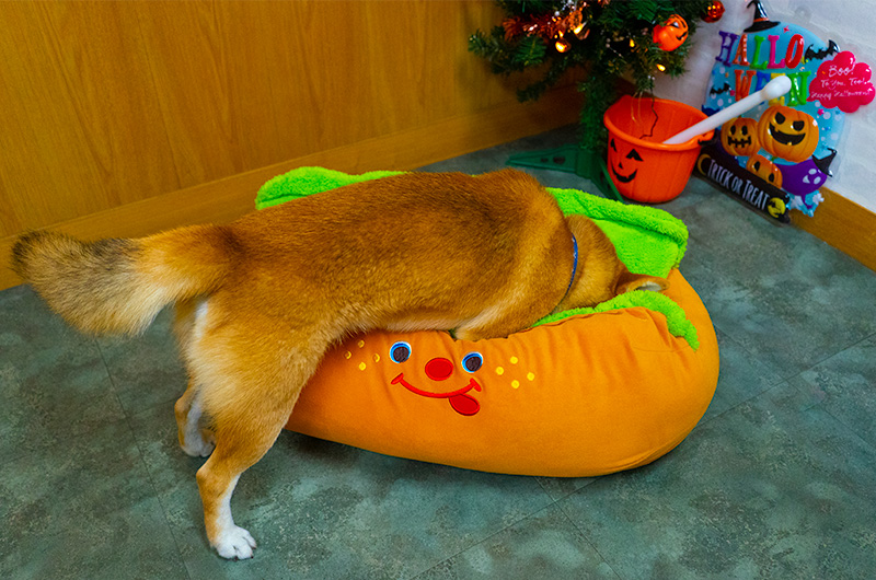 Shiba Inu’s Amo-san liking the hot dog bed.