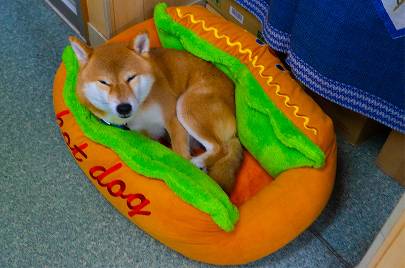 Amo-san relaxing in hot dog bed