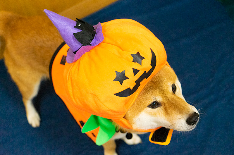 Shiba Inu’s Amo-san having Pumpkin hat and Halloween cape