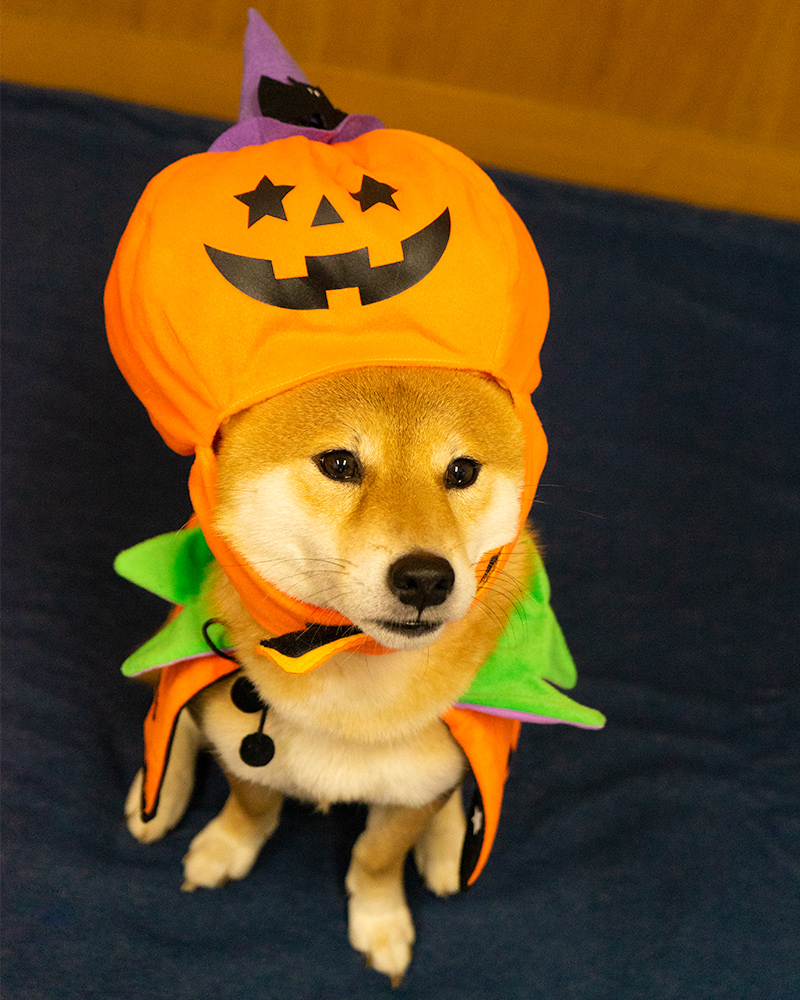 Shiba Inu’s Amo-san having Pumpkin hat and Halloween cape