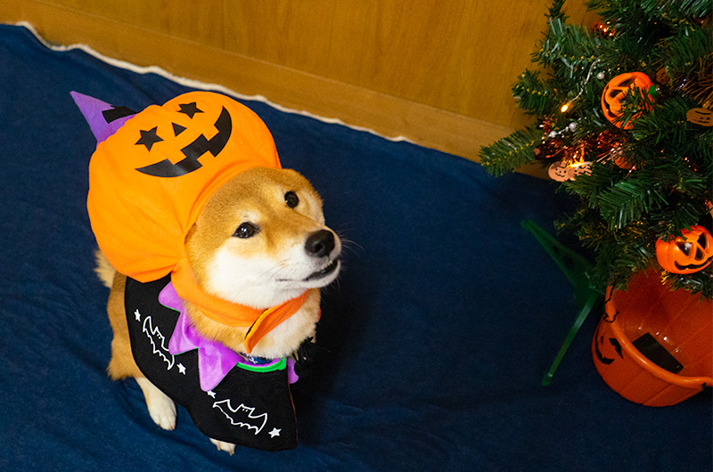 Shiba Inu’s Amo-san having Pumpkin hat and Halloween cape