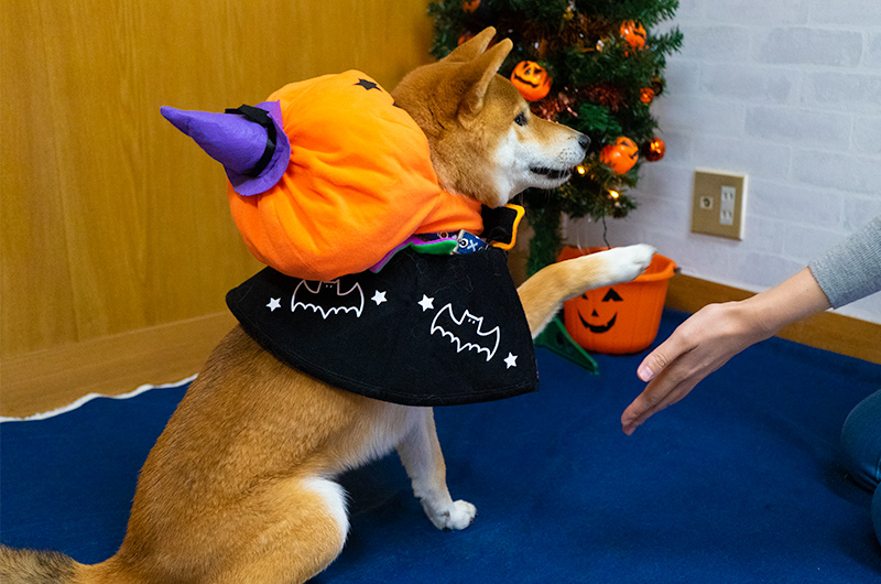 Shiba Inu’s Amo-san having Pumpkin hat and Halloween cape