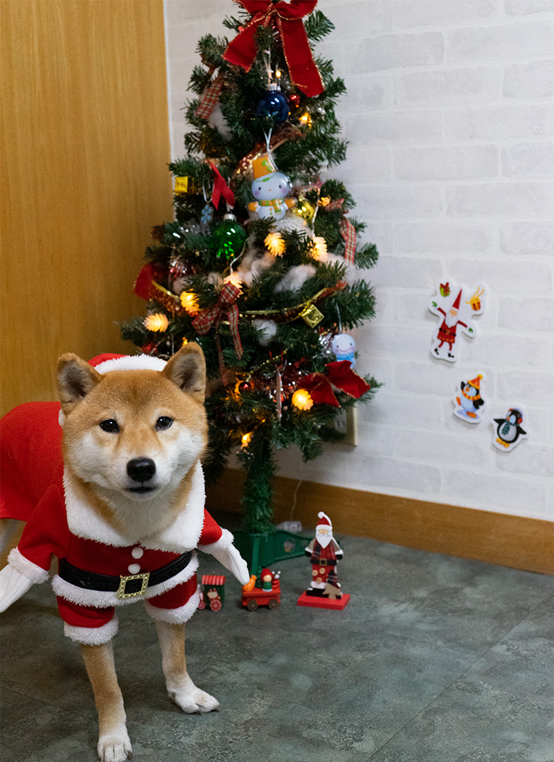 Shiba Inu’s Amo-san having Santa Claus outfit