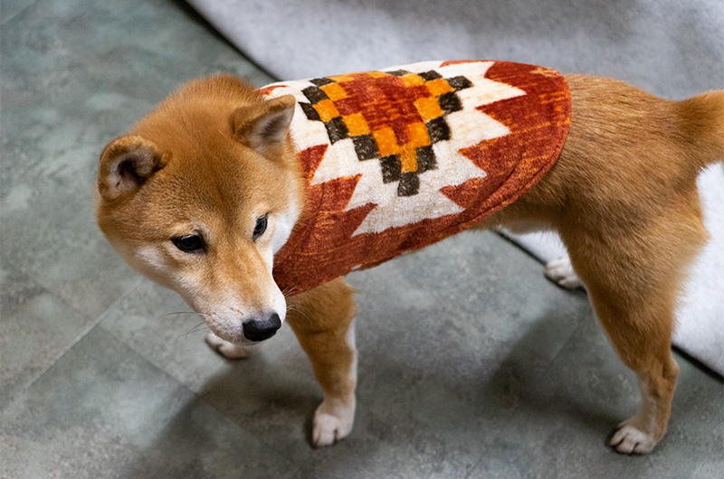 Shiba Inu’s Amo-san having fake fur outfit