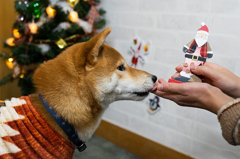 Shiba Inu’s Amo-san being interested in a Santa figure