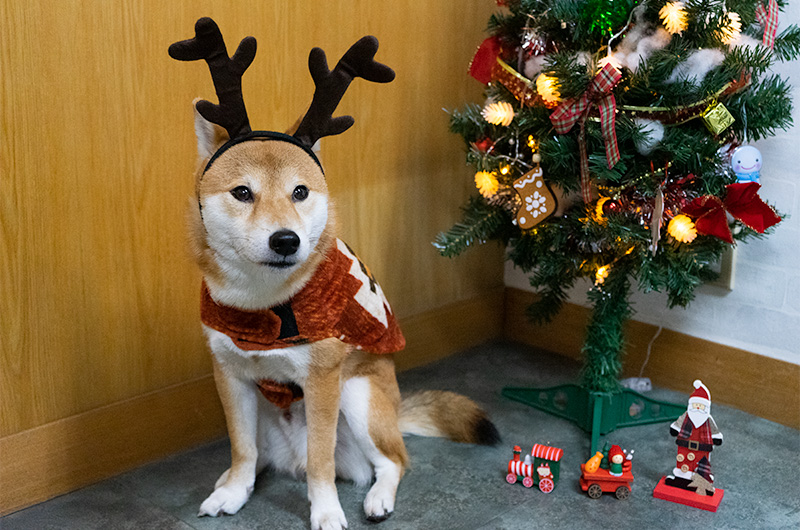 Shiba Inu’s Amo-san having fake fur outfit and reindeer headset