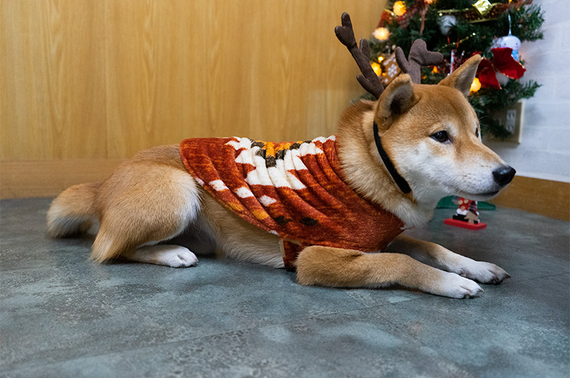 Shiba Inu’s Amo-san having fake fur outfit and reindeer headset