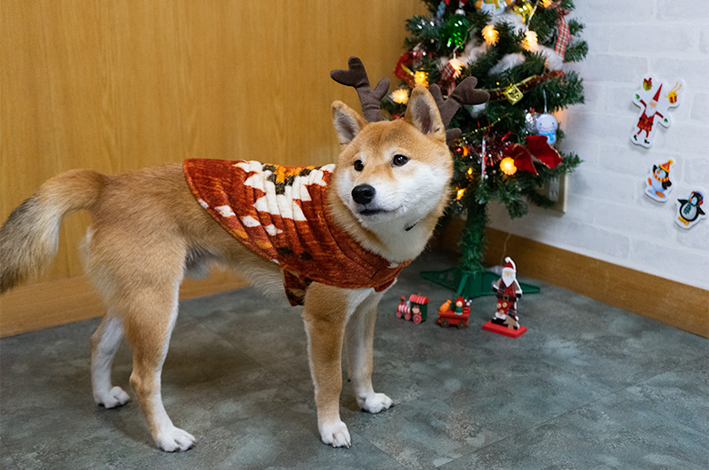 Shiba Inu’s Amo-san having fake fur outfit and reindeer headset