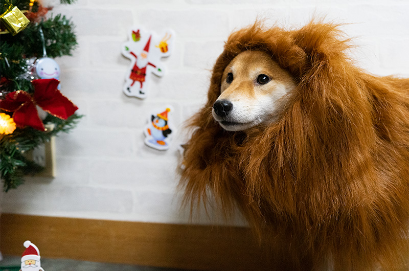 Shiba Inu’s Amo-san wearing the lion hair