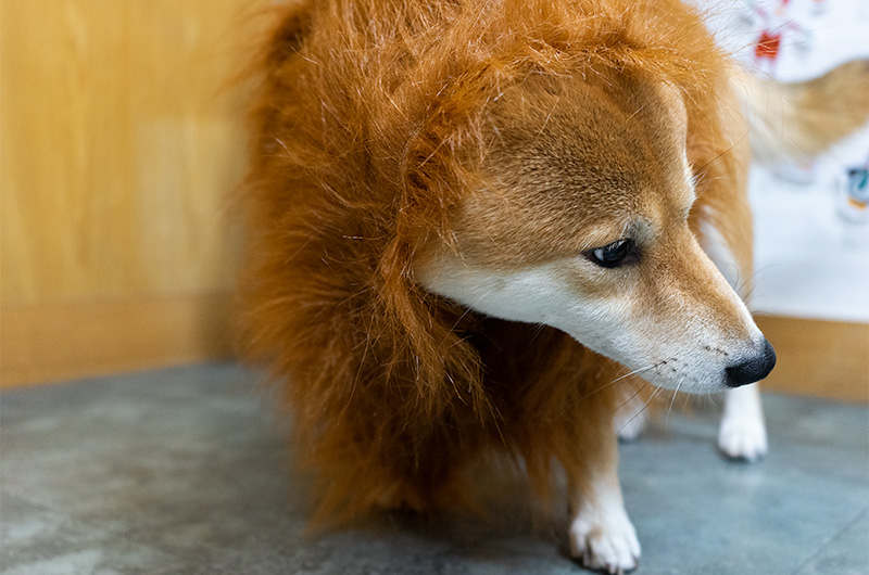 Shiba Inu’s Amo-san wearing the lion hair