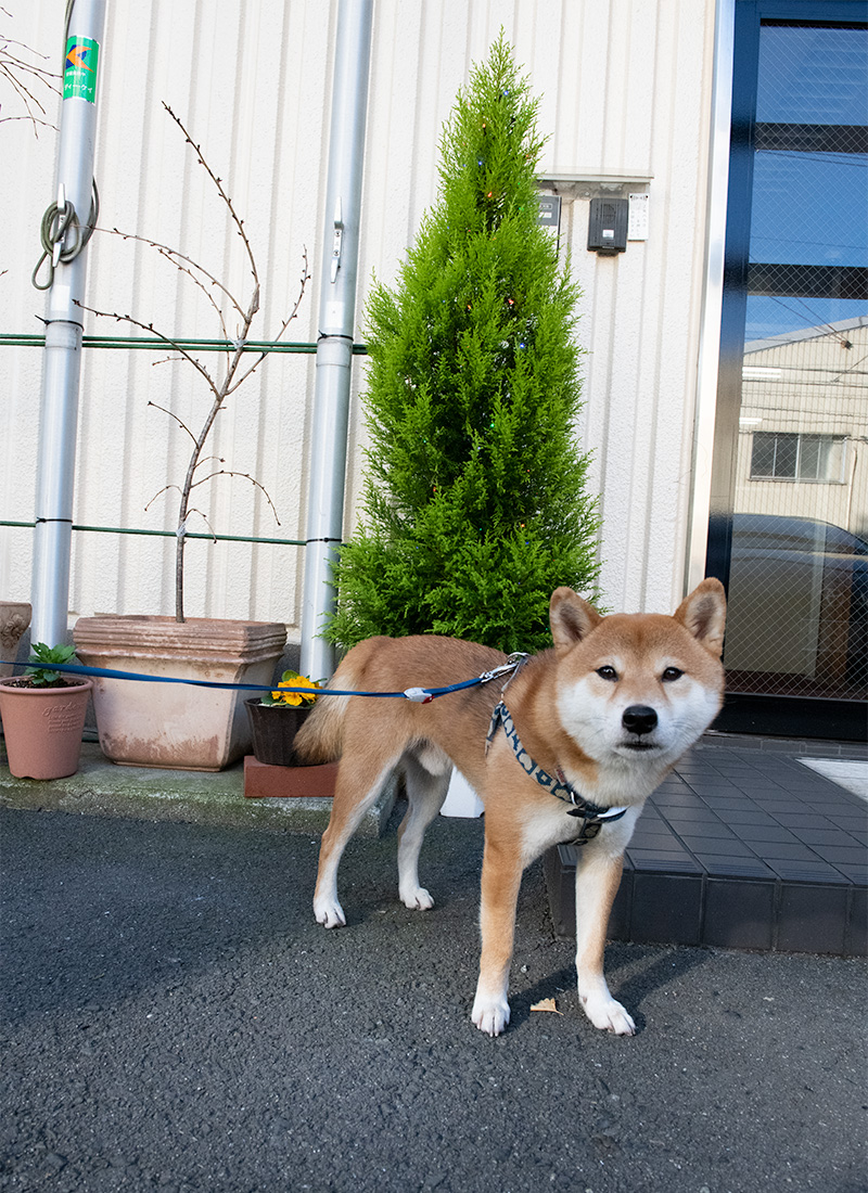 Shiba Inu’s Amo-san with Christmas tree (gold crest) in daytime