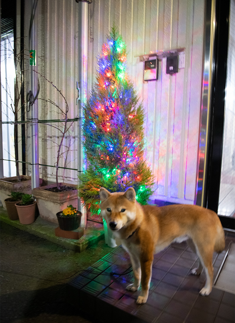 Shiba Inu’s Amo-san with Christmas tree at night