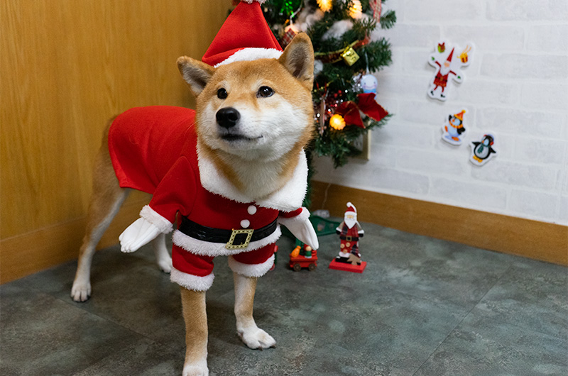 Shiba Inu’s Amo-san having Santa Claus outfit