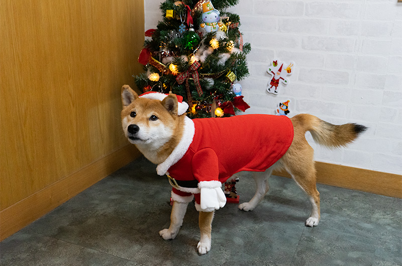 Shiba Inu’s Amo-san having Santa Claus outfit