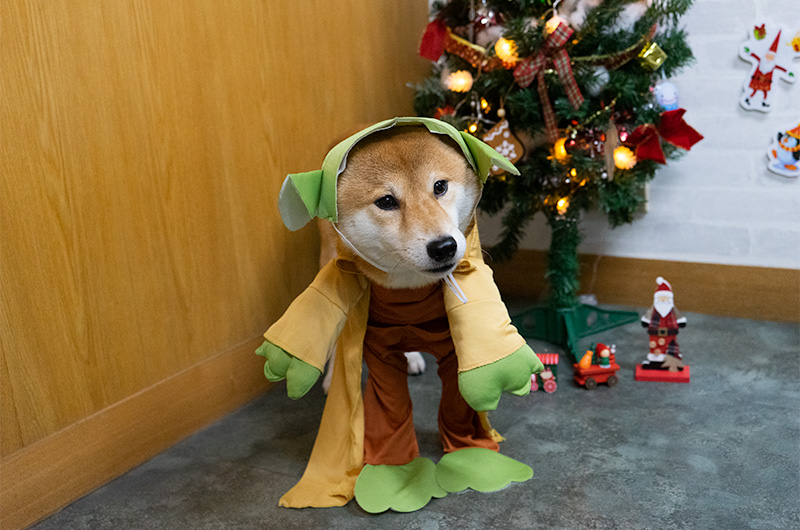 Shiba Inu’s Amo-san wearing Yoda outfit