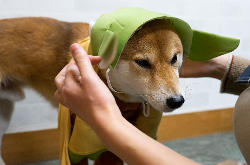 Shiba Inu’s Amo-san wearing Yoda outfit