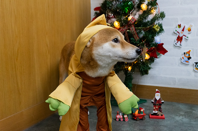 Shiba Inu’s Amo-san wearing Yoda outfit