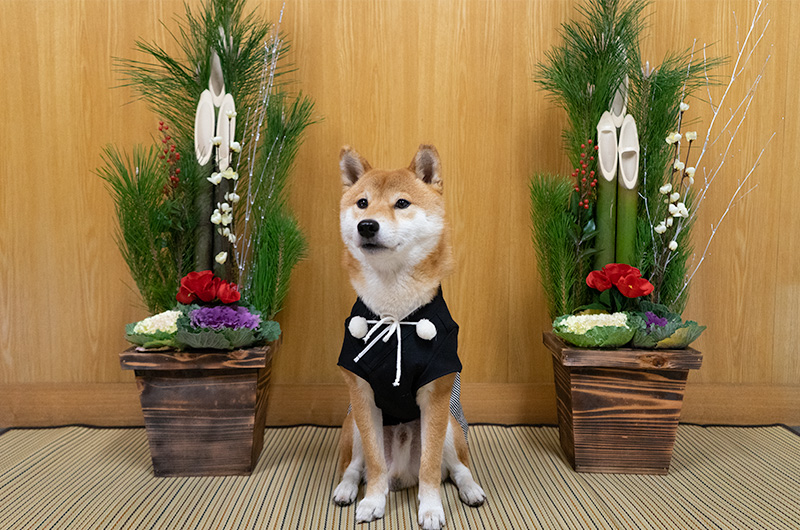 Shiba Inu’s Amo-san sitting with Hakama outift