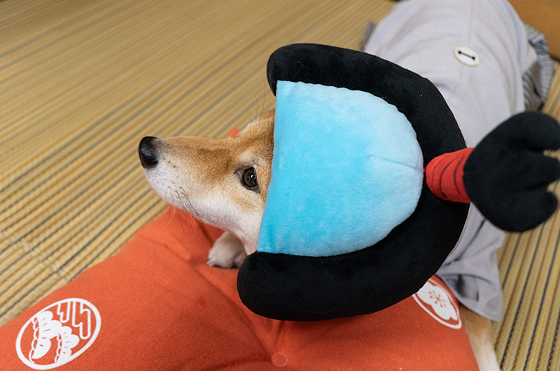 Shiba Inu’s Amo-san sleeping with Hakama outfit and Chonmage headset on cushion