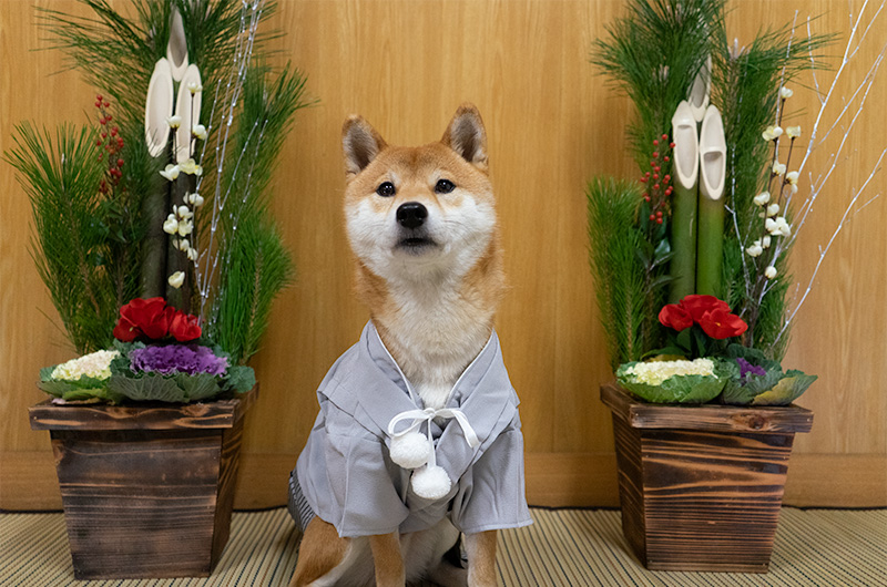 Shiba Inu’s Amo-san sitting beside Kadomatsu with Hakama outfit