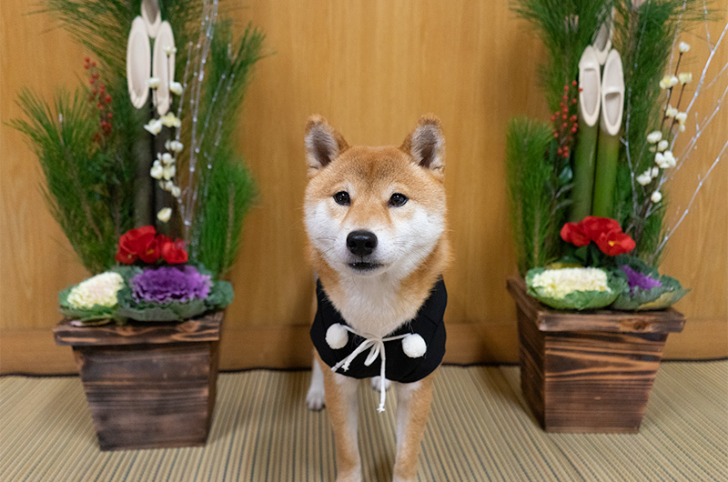 Shiba Inu’s Amo-san having Hakama outfit with Kadomatsu 