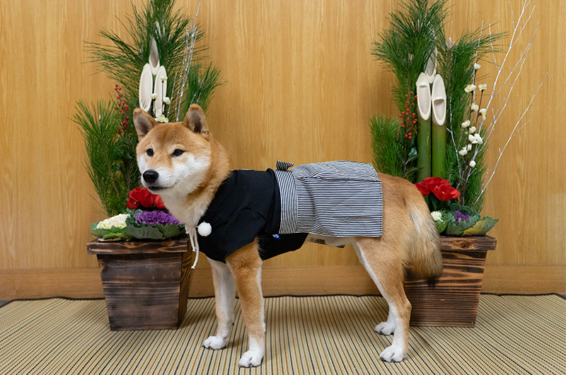 Shiba Inu’s Amo-san having Hakama outfit with Kadomatsu 