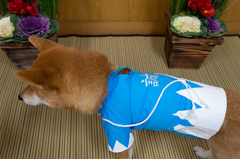 Shiba Inu’s Amo-san wearing Shinsengumi outfit