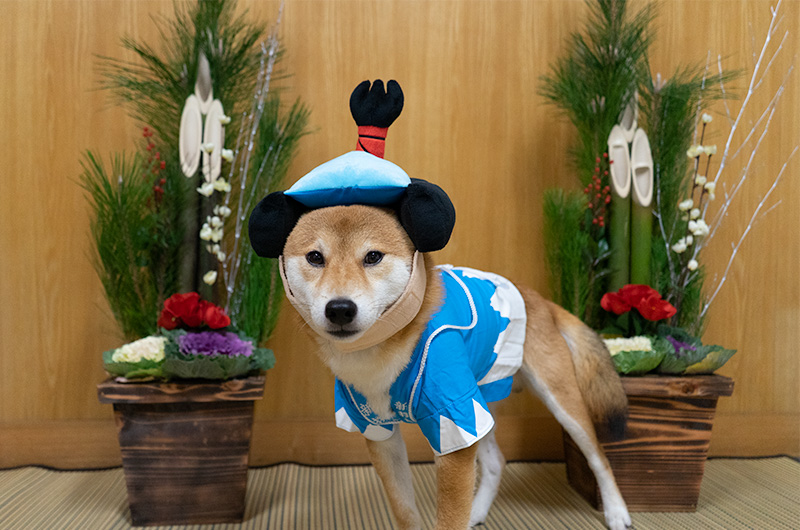 Shiba Inu’s Amo-san having Shinsengumi outfit and Chonmage headset