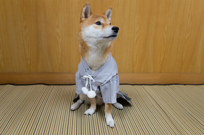 Shiba Inu’s Amo-san sitting with Hakama outfit for dogs